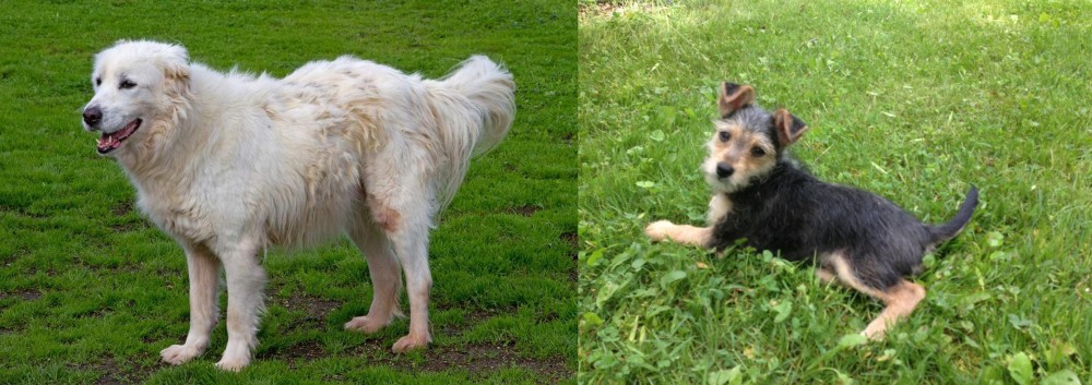 Schnorkie vs Abruzzenhund - Breed Comparison