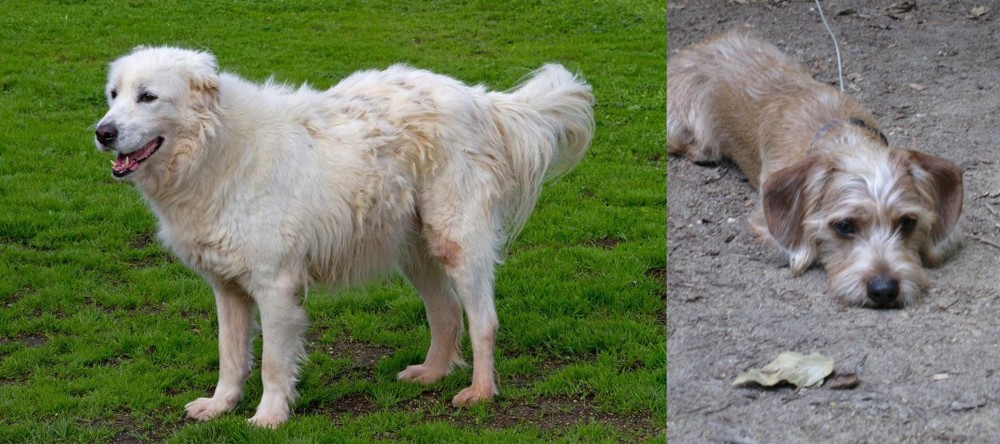 Schweenie vs Abruzzenhund - Breed Comparison
