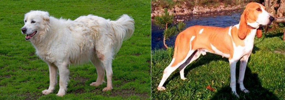 Schweizer Laufhund vs Abruzzenhund - Breed Comparison