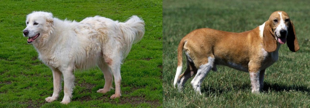 Schweizer Niederlaufhund vs Abruzzenhund - Breed Comparison