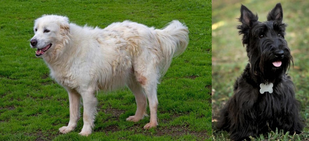 Scoland Terrier vs Abruzzenhund - Breed Comparison
