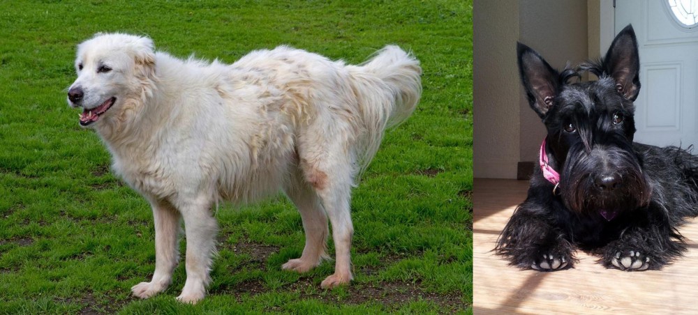Scottish Terrier vs Abruzzenhund - Breed Comparison