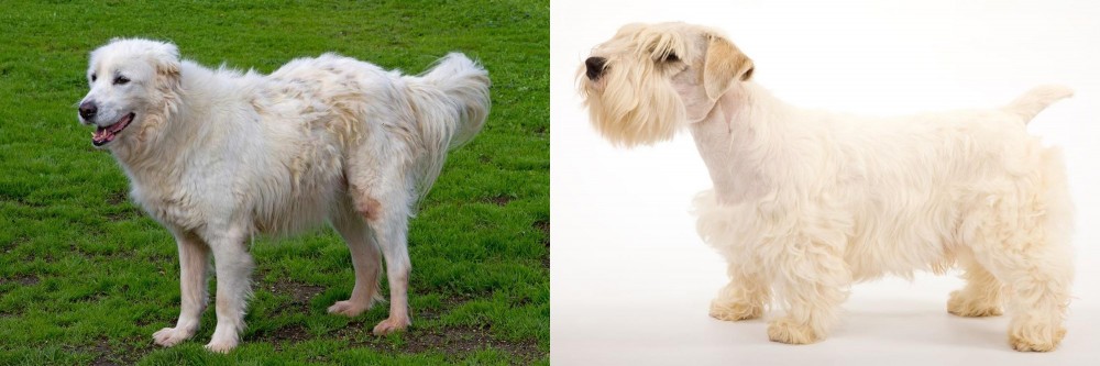 Sealyham Terrier vs Abruzzenhund - Breed Comparison