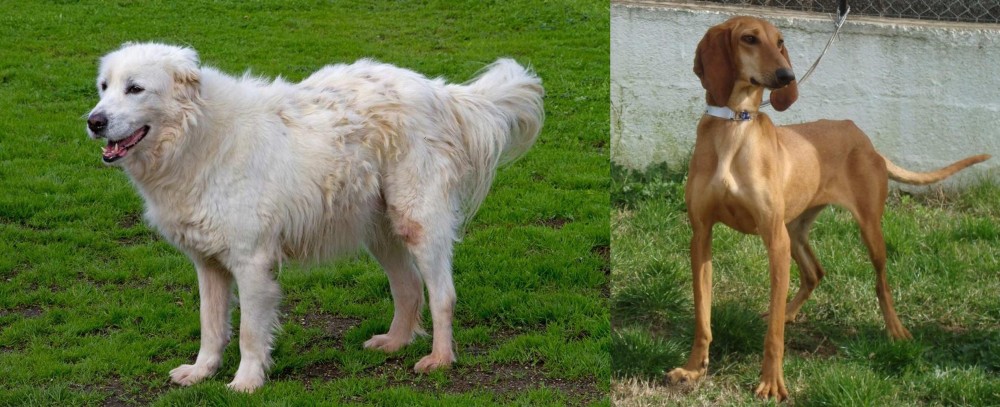 Segugio Italiano vs Abruzzenhund - Breed Comparison