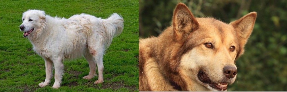 Seppala Siberian Sleddog vs Abruzzenhund - Breed Comparison