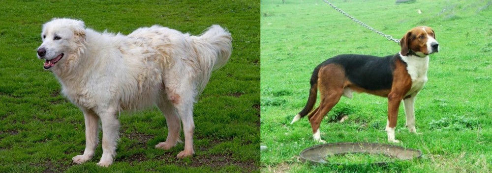 Serbian Tricolour Hound vs Abruzzenhund - Breed Comparison