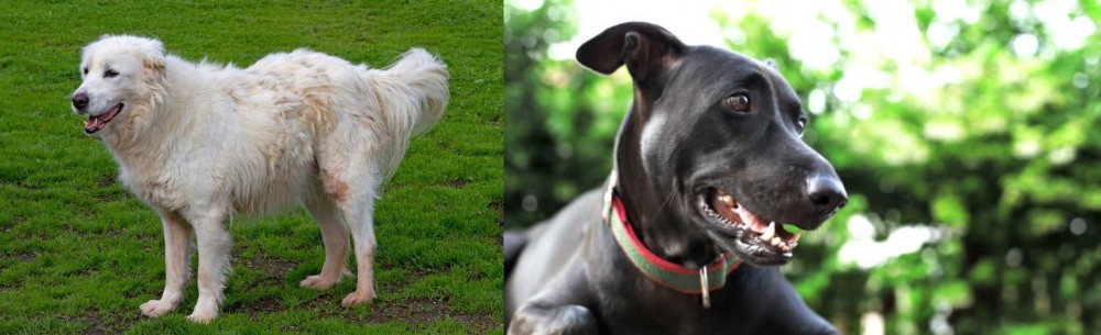 Shepard Labrador vs Abruzzenhund - Breed Comparison