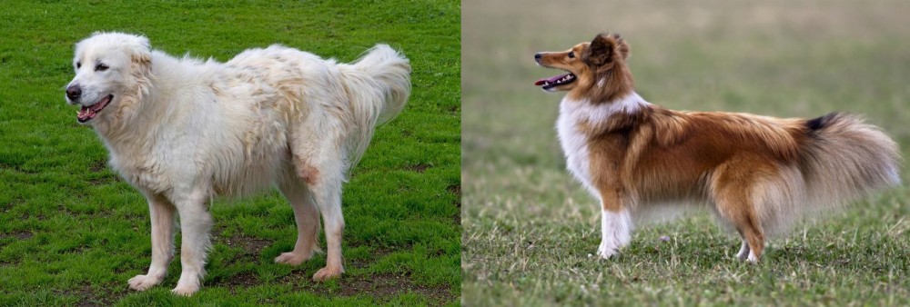 Shetland Sheepdog vs Abruzzenhund - Breed Comparison