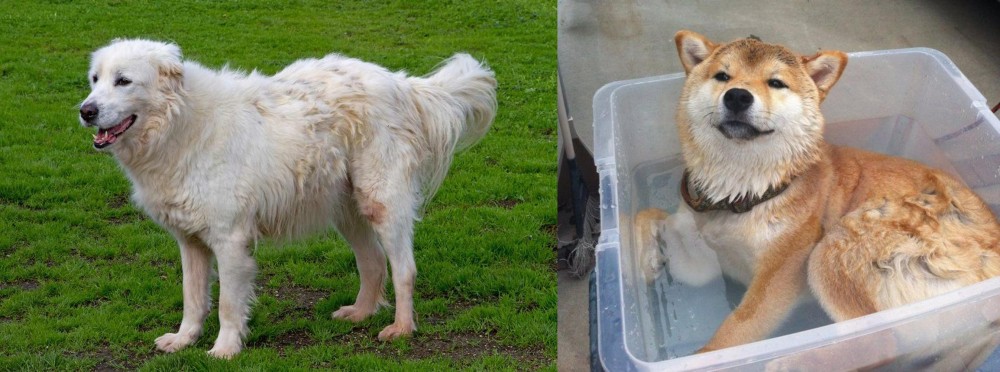Shiba Inu vs Abruzzenhund - Breed Comparison