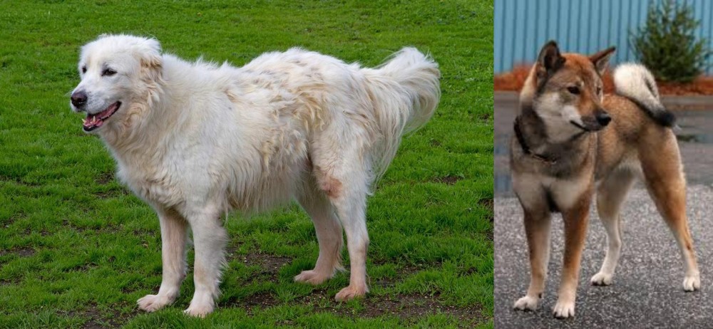 Shikoku vs Abruzzenhund - Breed Comparison