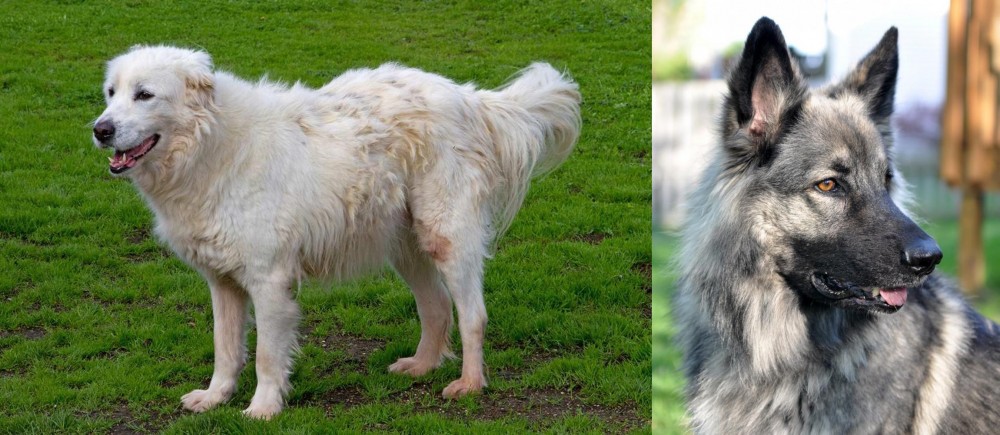 Shiloh Shepherd vs Abruzzenhund - Breed Comparison