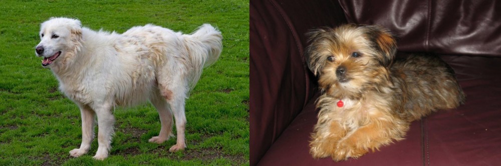 Shorkie vs Abruzzenhund - Breed Comparison