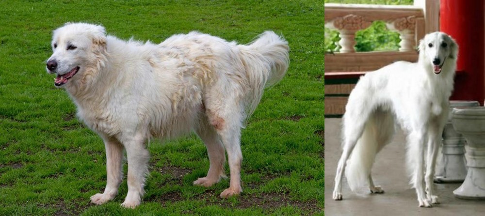 Silken Windhound vs Abruzzenhund - Breed Comparison