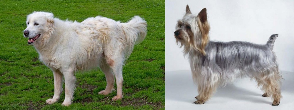 Silky Terrier vs Abruzzenhund - Breed Comparison