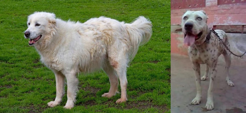 Sindh Mastiff vs Abruzzenhund - Breed Comparison