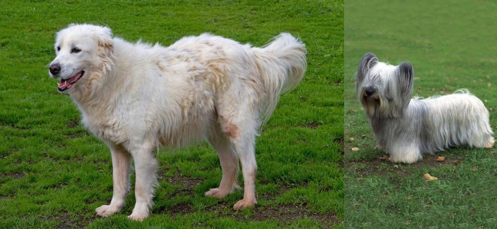 Skye Terrier vs Abruzzenhund - Breed Comparison