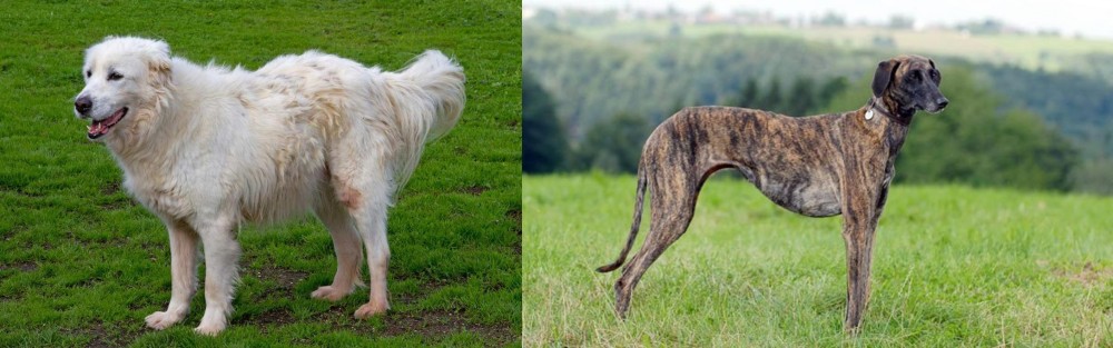 Sloughi vs Abruzzenhund - Breed Comparison