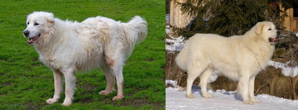 Slovak Cuvac vs Abruzzenhund - Breed Comparison