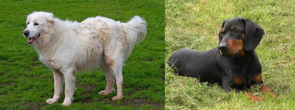 Slovakian Hound vs Abruzzenhund - Breed Comparison