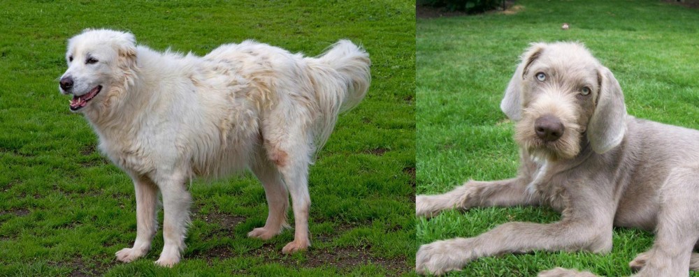 Slovakian Rough Haired Pointer vs Abruzzenhund - Breed Comparison