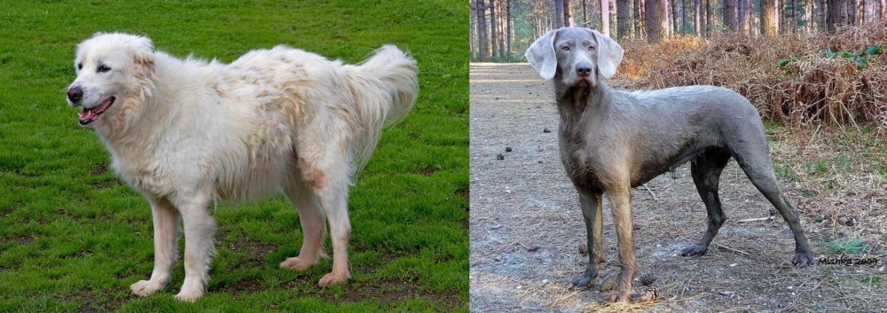 Slovensky Hrubosrsty Stavac vs Abruzzenhund - Breed Comparison