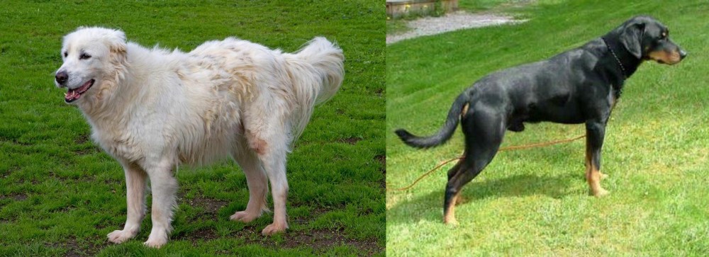Smalandsstovare vs Abruzzenhund - Breed Comparison