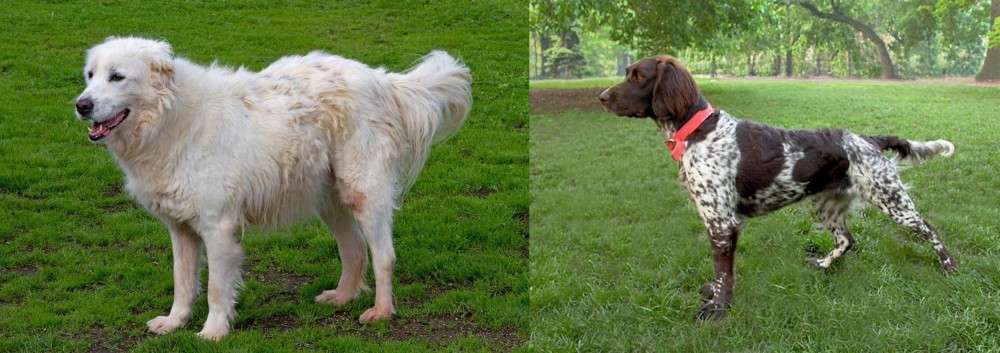 Small Munsterlander vs Abruzzenhund - Breed Comparison