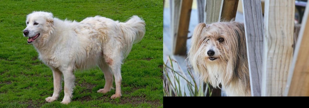 Smithfield vs Abruzzenhund - Breed Comparison