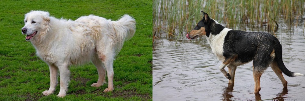Smooth Collie vs Abruzzenhund - Breed Comparison