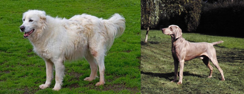 Smooth Haired Weimaraner vs Abruzzenhund - Breed Comparison
