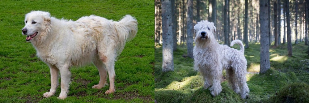 Soft-Coated Wheaten Terrier vs Abruzzenhund - Breed Comparison