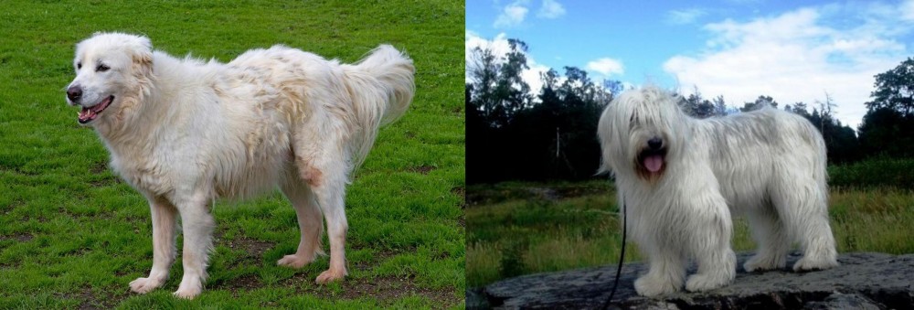 South Russian Ovcharka vs Abruzzenhund - Breed Comparison