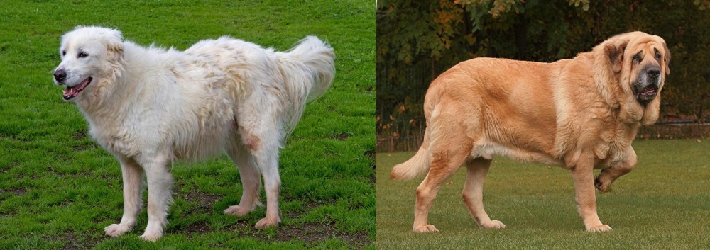 Spanish Mastiff vs Abruzzenhund - Breed Comparison