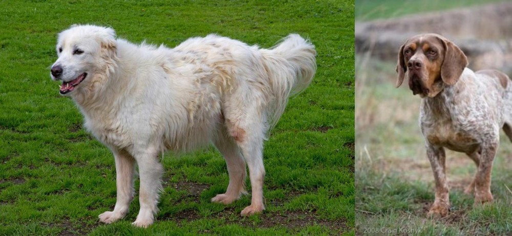Spanish Pointer vs Abruzzenhund - Breed Comparison