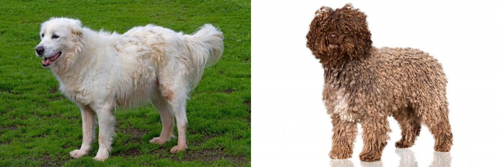 Spanish Water Dog vs Abruzzenhund - Breed Comparison