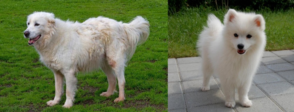 Spitz vs Abruzzenhund - Breed Comparison