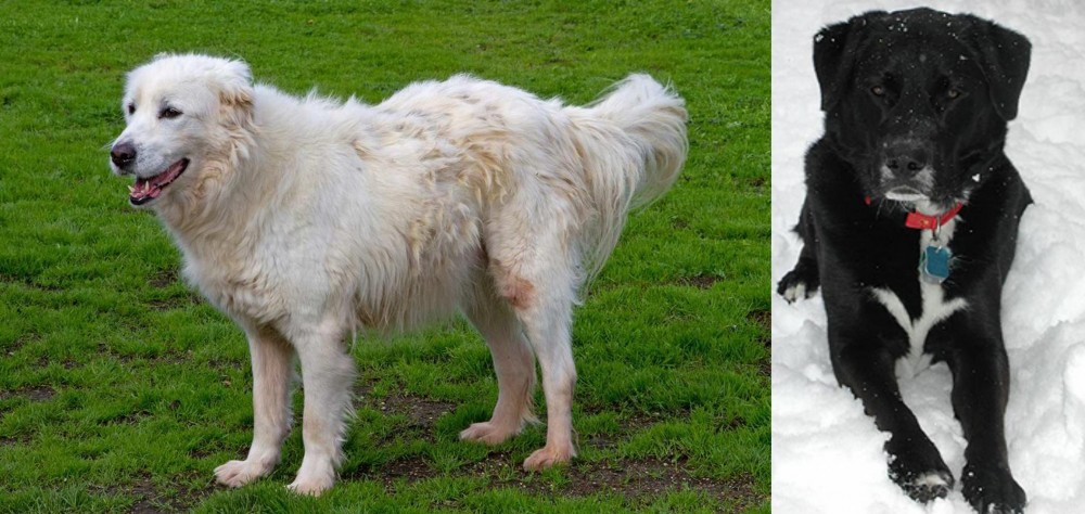 St. John's Water Dog vs Abruzzenhund - Breed Comparison