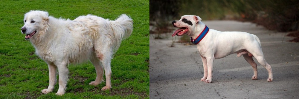 Staffordshire Bull Terrier vs Abruzzenhund - Breed Comparison