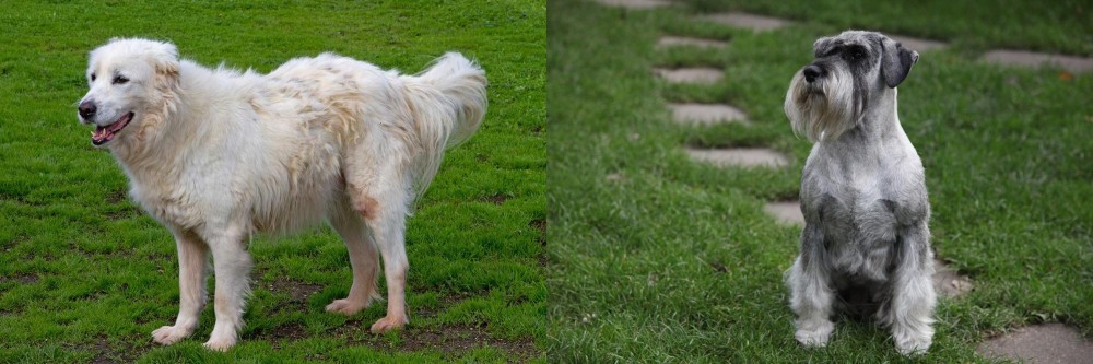 Standard Schnauzer vs Abruzzenhund - Breed Comparison