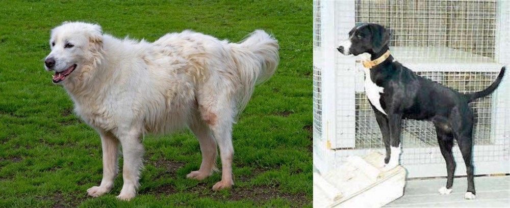 Stephens Stock vs Abruzzenhund - Breed Comparison