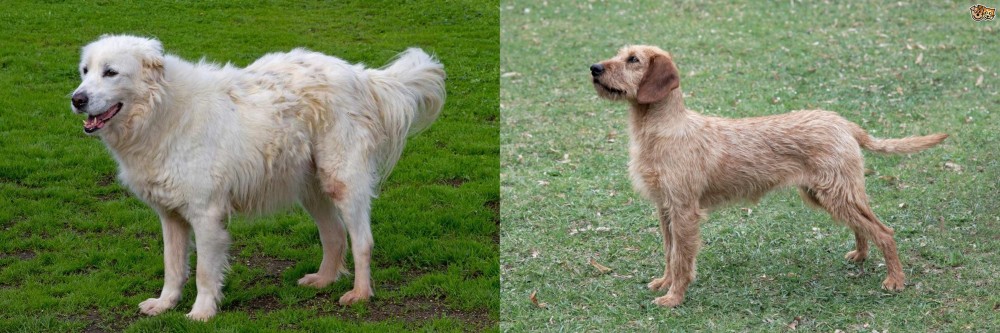 Styrian Coarse Haired Hound vs Abruzzenhund - Breed Comparison