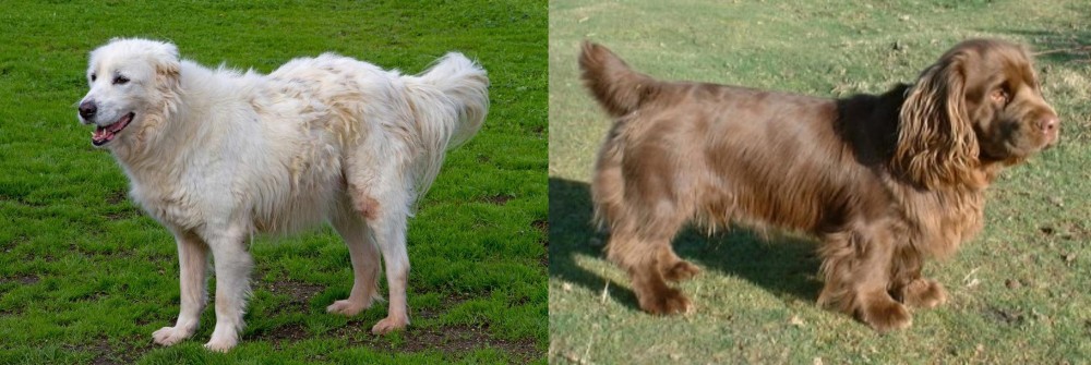 Sussex Spaniel vs Abruzzenhund - Breed Comparison