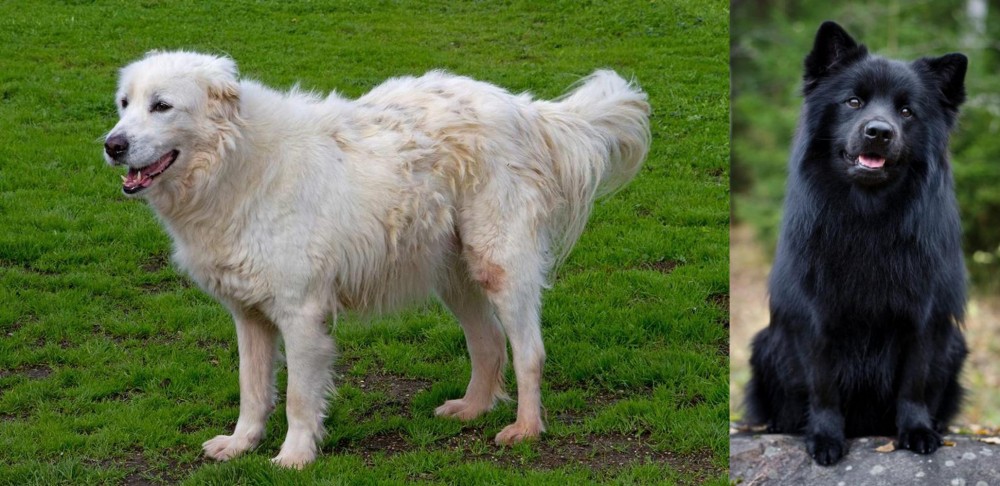 Swedish Lapphund vs Abruzzenhund - Breed Comparison