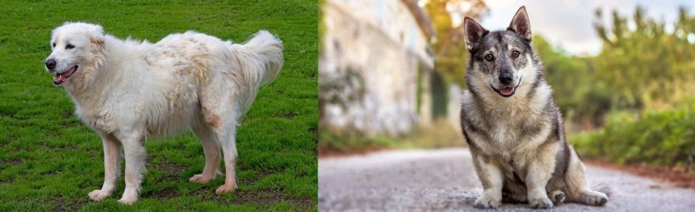Swedish Vallhund vs Abruzzenhund - Breed Comparison
