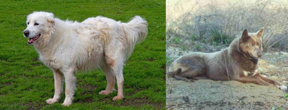 Tahltan Bear Dog vs Abruzzenhund - Breed Comparison