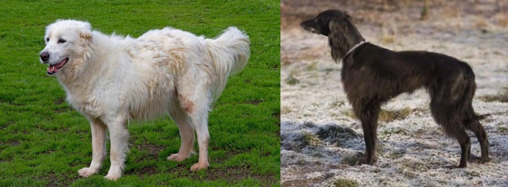 Taigan vs Abruzzenhund - Breed Comparison