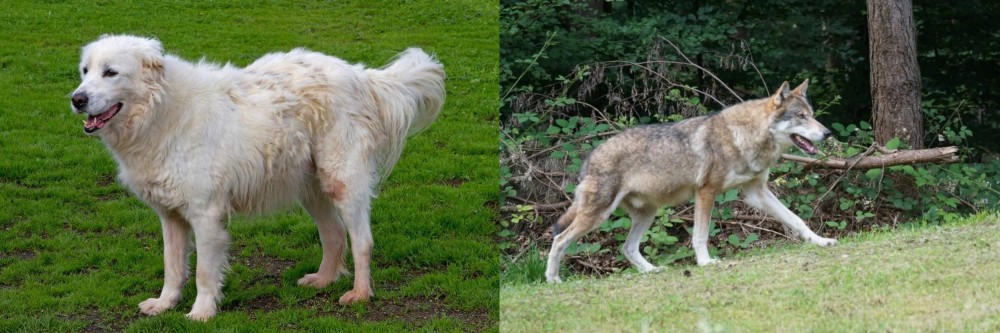 Tamaskan vs Abruzzenhund - Breed Comparison