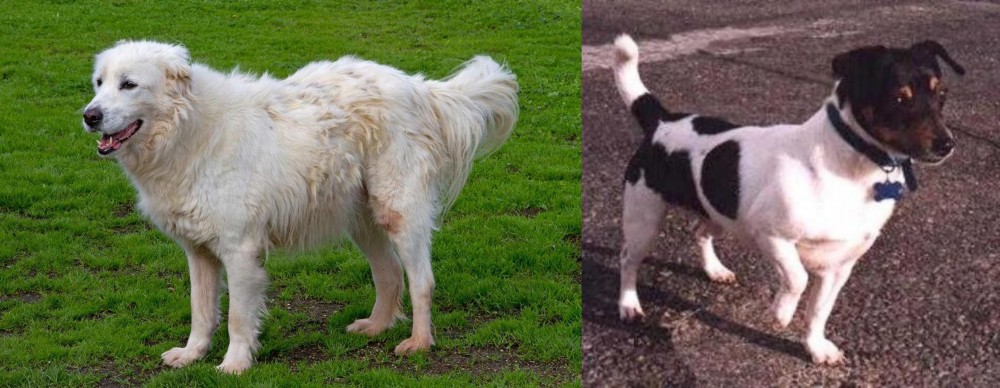 Teddy Roosevelt Terrier vs Abruzzenhund - Breed Comparison