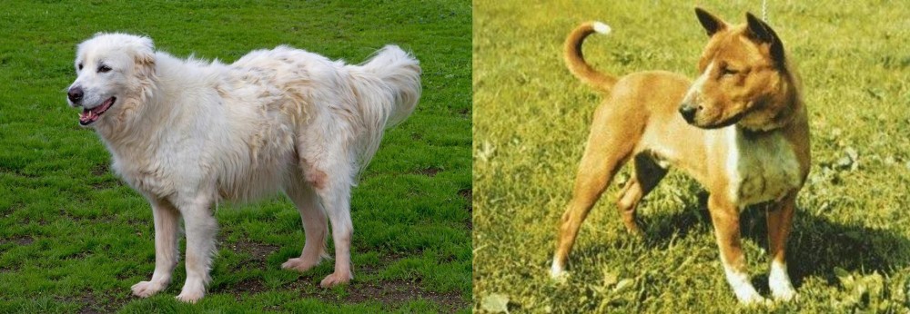 Telomian vs Abruzzenhund - Breed Comparison