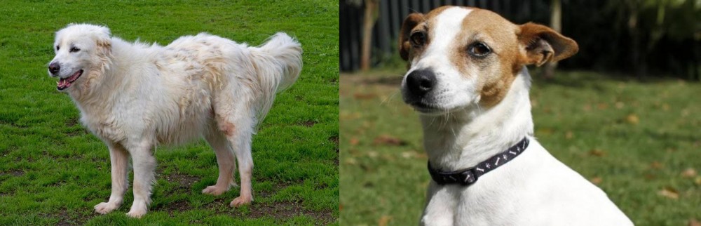 Tenterfield Terrier vs Abruzzenhund - Breed Comparison